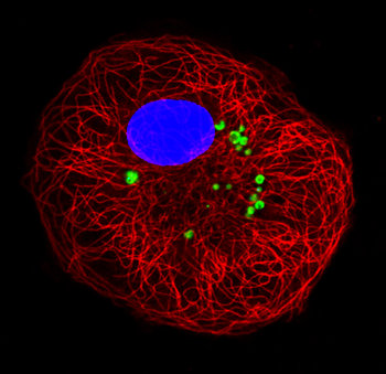 Bacteria 100x